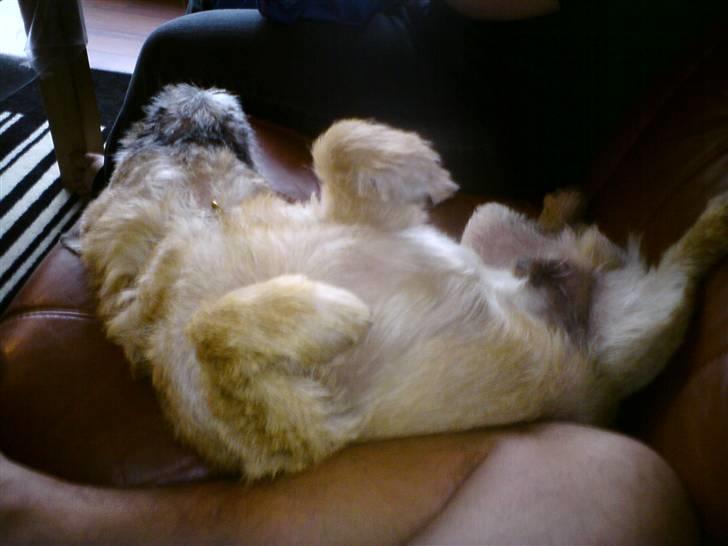 Cairn terrier boddy holly - får en time mere  billede 5