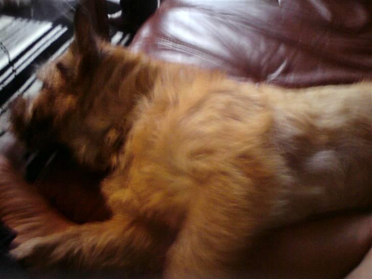 Cairn terrier boddy holly - skønt med en slapper . billede 6