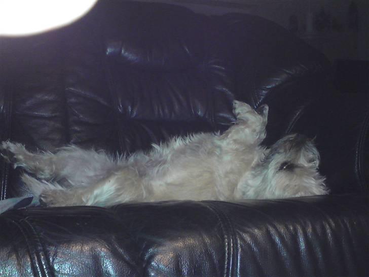 Cairn terrier boddy holly - Boddys kærste sille , de får meget ud af hinanden og forhåbentlig snart hvalpe .. billede 7