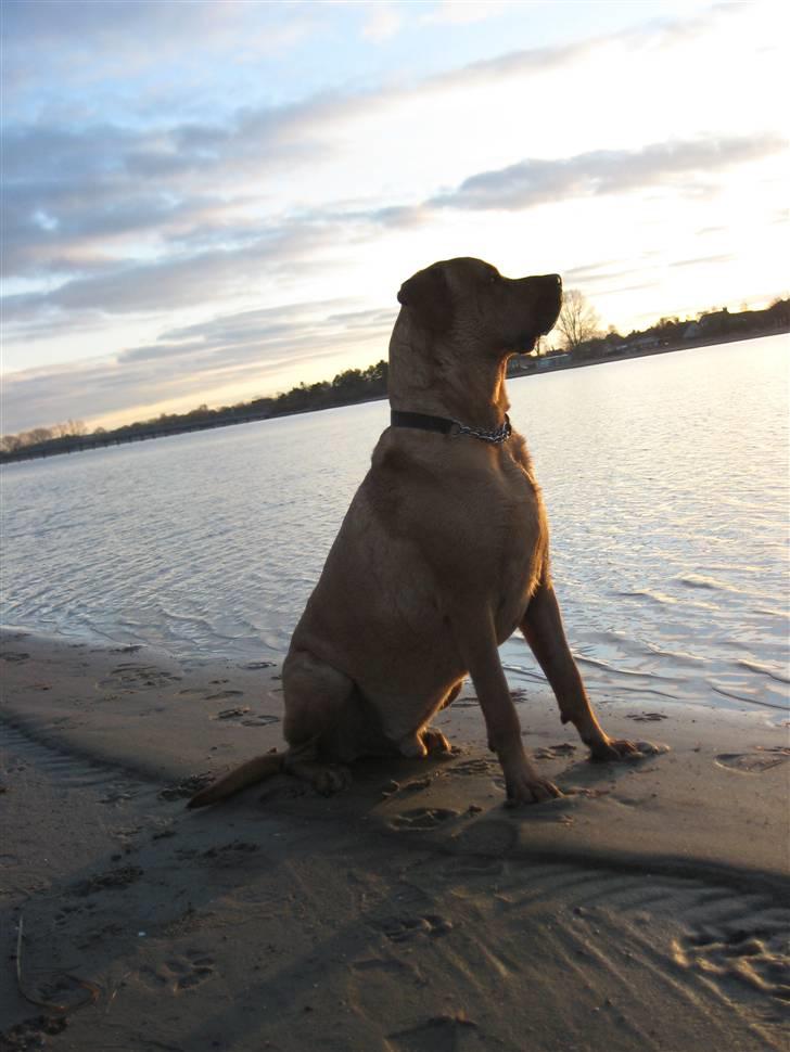 Blanding af racer Bastian billede 1