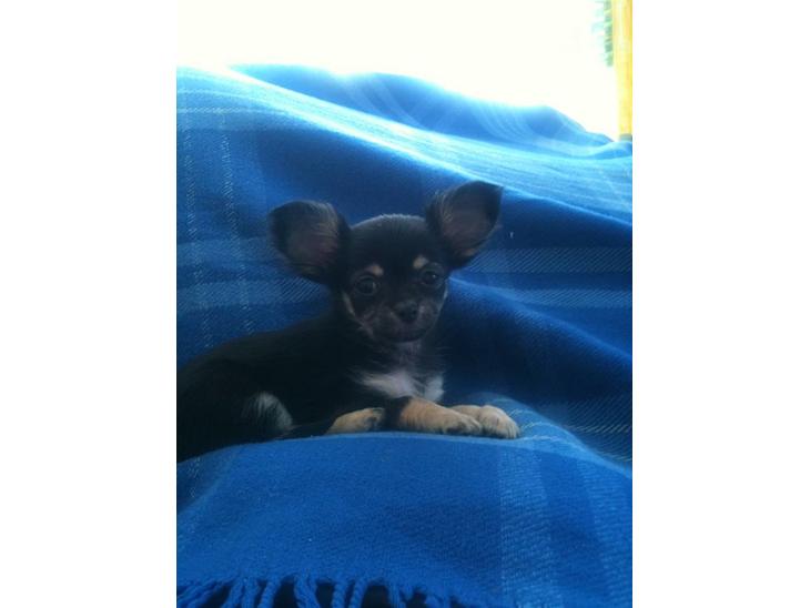 {{currentPhoto.altText}} billede {{currentPhoto.number}}