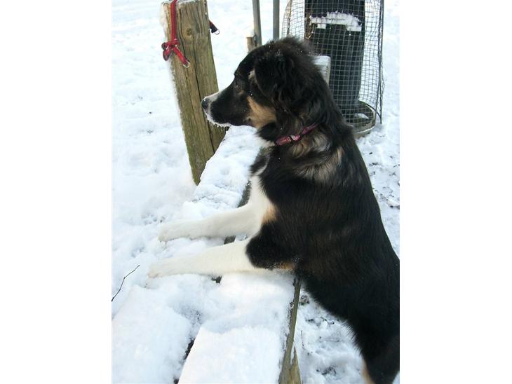 Border collie Bella billede 1