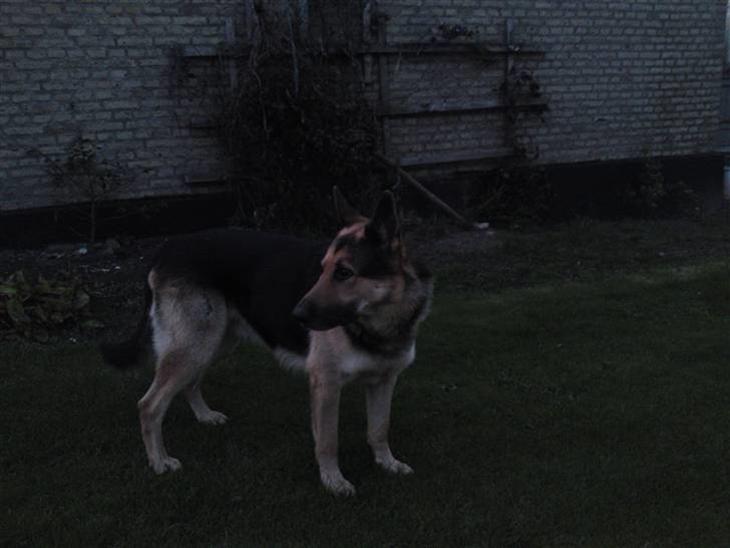 {{currentPhoto.altText}} billede {{currentPhoto.number}}