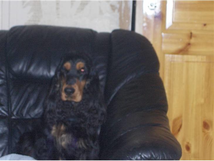 Cocker spaniel hardy billede 1