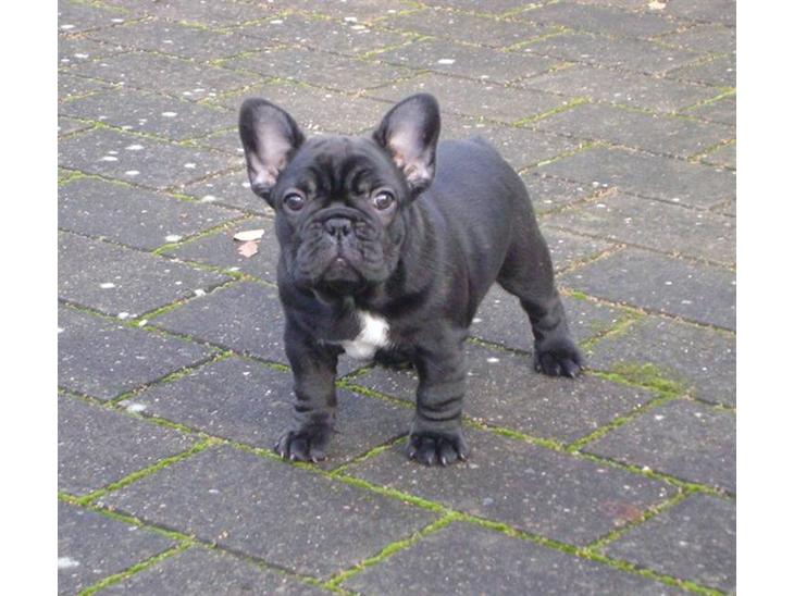 Fransk bulldog Bertha - Bertha 8 uger billede 1