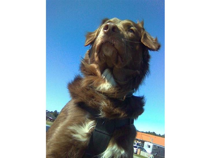 {{currentPhoto.altText}} billede {{currentPhoto.number}}