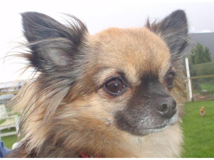 {{currentPhoto.altText}} billede {{currentPhoto.number}}