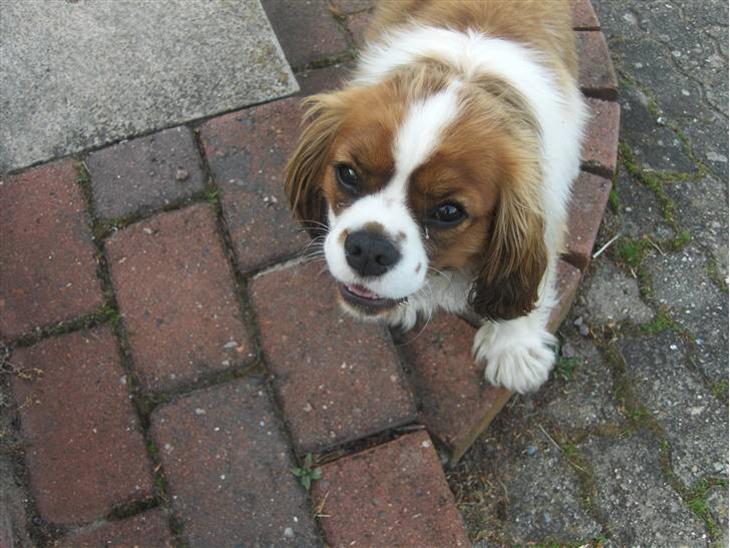 Cavalier king charles spaniel Max billede 1