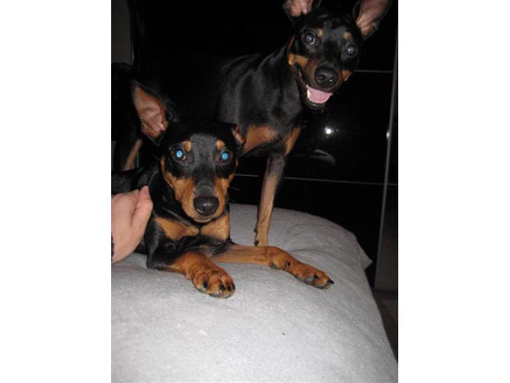 {{currentPhoto.altText}} billede {{currentPhoto.number}}