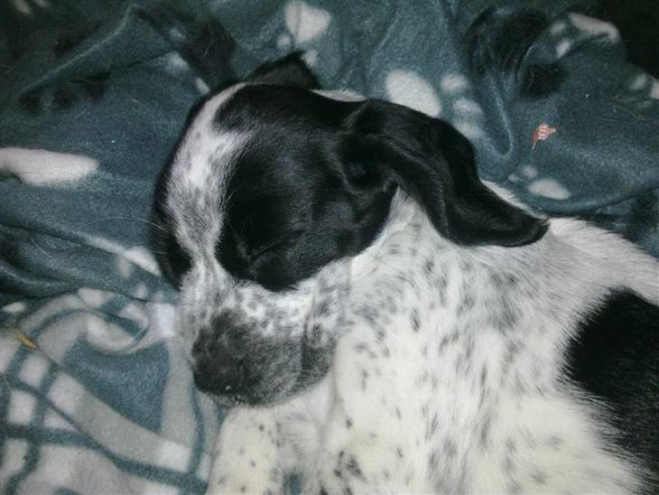 Blanding af racer Tika billede 1