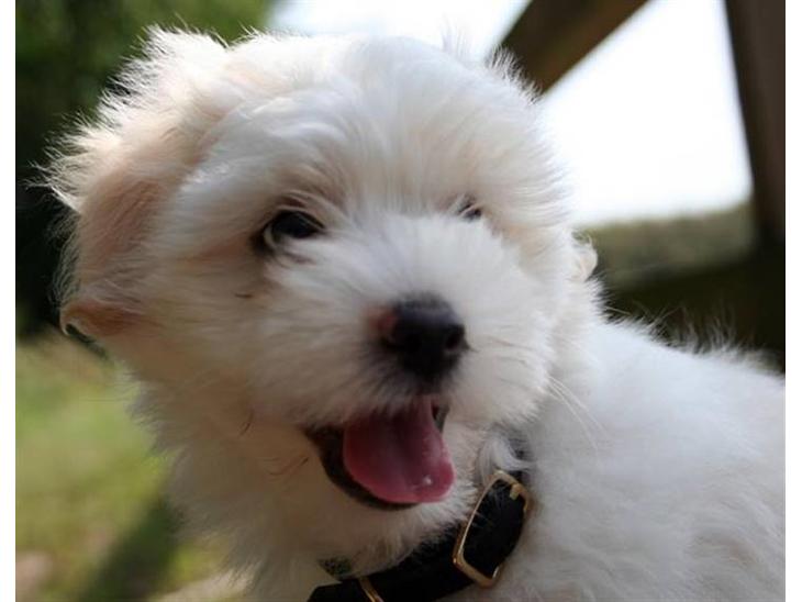 Coton de tulear Carlo Uno *Min bamse* billede 1