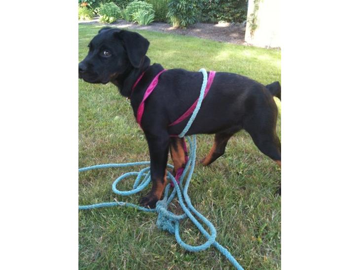 Rottweiler Daisy billede 1