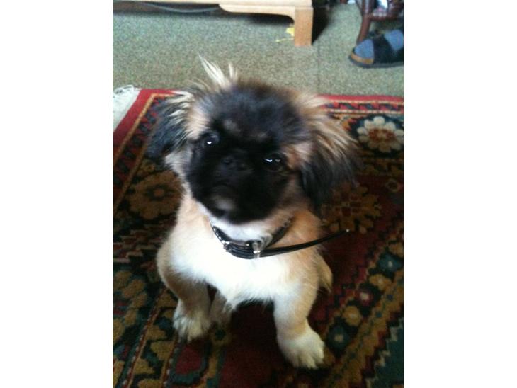 {{currentPhoto.altText}} billede {{currentPhoto.number}}