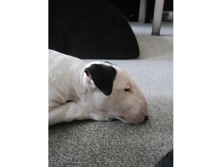 Bullterrier R.I.P Viggo 3.08.2010 - Lidt træt efter leg med sin bror billede 1