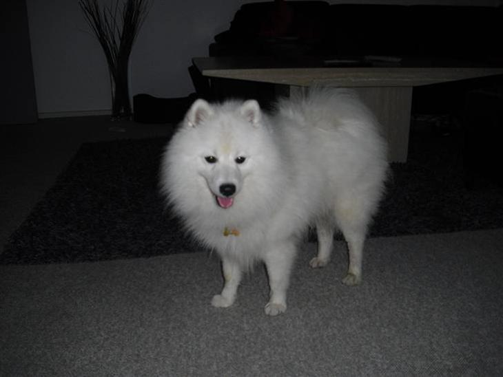 {{currentPhoto.altText}} billede {{currentPhoto.number}}