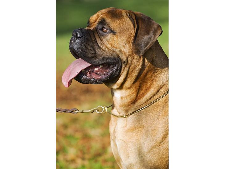 Bullmastiff Brak's On Slow Track billede 1