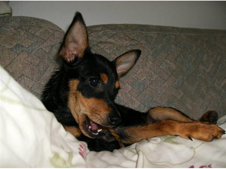 {{currentPhoto.altText}} billede {{currentPhoto.number}}