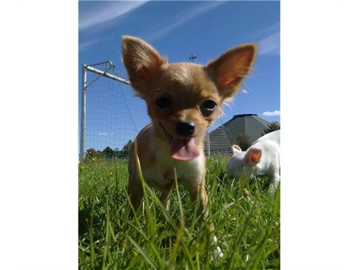 {{currentPhoto.altText}} billede {{currentPhoto.number}}