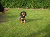 Cavalier king charles spaniel Baika von landhaus Criste