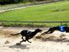 Greyhound Wild Black Tiger