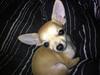 Chihuahua Maggie