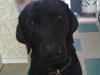 Labrador retriever Blackie