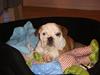 Engelsk bulldog Bella