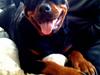 Rottweiler Amanda [Tidl. hund]