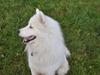 Samojedhund Aslan