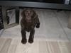 Labrador retriever Kenzo