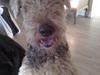 Airedale terrier Spiceaway Vindicate 