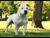 Staffordshire bull terrier Thilde 