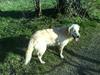 Golden retriever Sussi