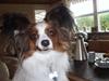 Papillon Rollo