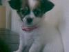 Chihuahua Pepzi