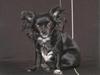 Chihuahua Thorleys Sallie