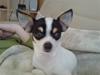Chihuahua Sille