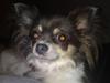 Chihuahua Høiers Malou