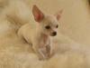 Chihuahua Dee kay amazing Cayea