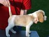 Beagle JackJunior (Jack)