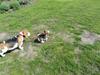 Beagle Jakobsgaard Agrippa(Luna)
