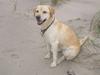 Labrador retriever Yllow(Ronja) [ Himmelhund]