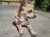 Chihuahua Kaya
