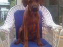 Rhodesian ridgeback Baloo