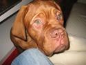 Dogue de bordeaux doguehills faust R.I.P