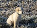 Golden retriever Baloo