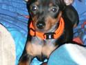 Dvaergpinscher Nala
