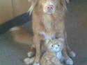 Nova scotia duck tolling retriever Dino