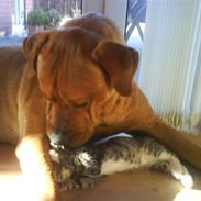 Blanding af racer Bastian