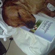 Blanding af racer Bastian